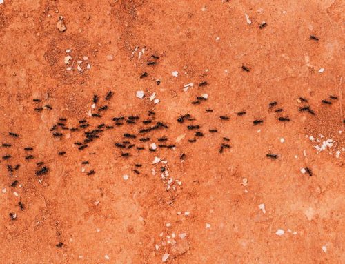 How To Prevent Ants in the Summer Months
